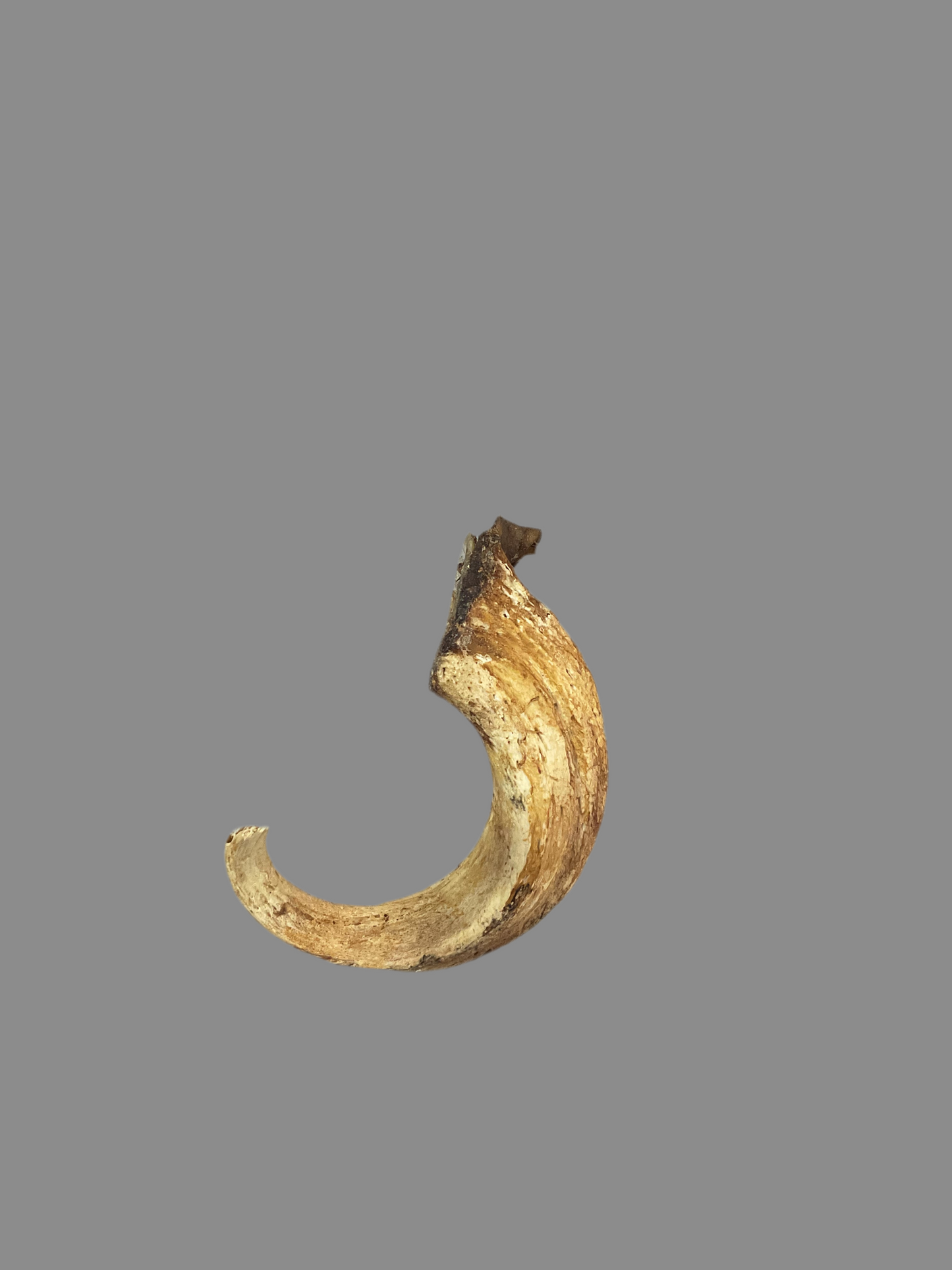 Lamb Marrow Horns Natural Dog Treat