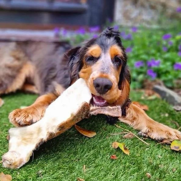 XL Hairy Beef Skin Plate Long lasting Chew Natural Dog Treat treats natural dewormer beef skin - Natural Dog Treat high protein healthy pet meat