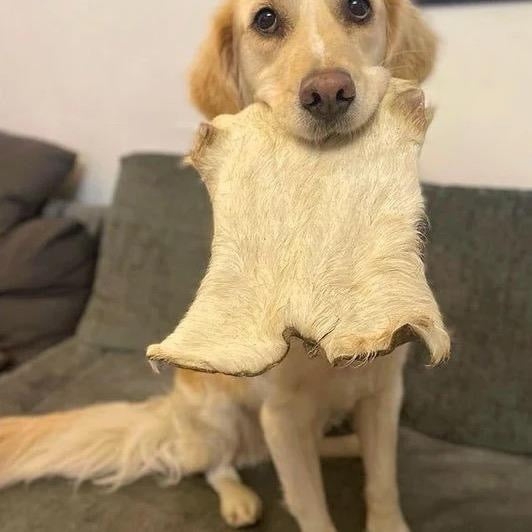 XL Hairy Beef Skin Plate Long lasting Chew Natural Dog Treat treats natural dewormer beef skin - Natural Dog Treat high protein healthy pet meat